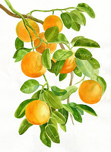 219x300 Watercolor Fruit Paintings Fine Art America