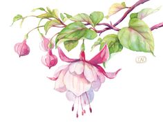 Fuchsia Watercolor