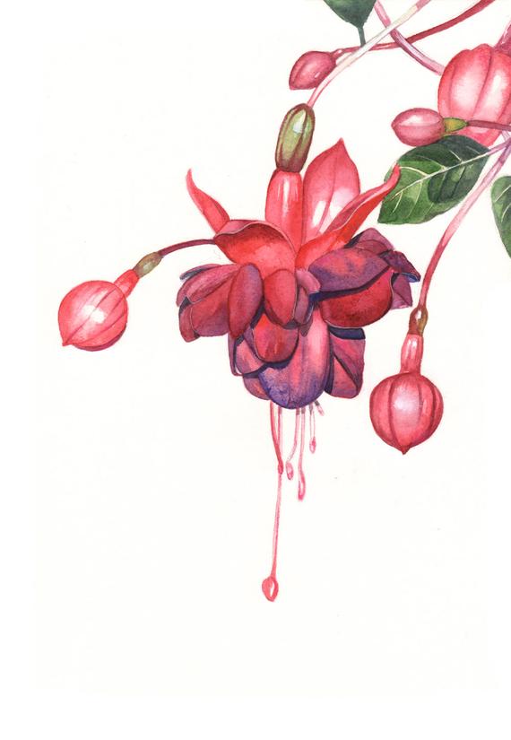 570x825 Fuchsia Watercolor Painting Print Of Watercolor Painting 5 By Etsy