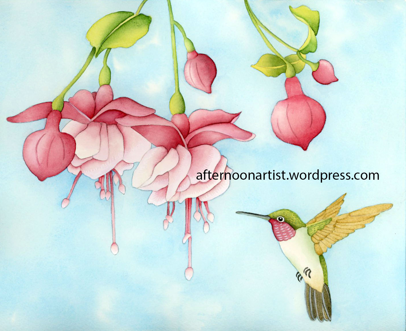 1417x1153 Fuchsia And Hummingbird In Watercolor Afternoon Artist