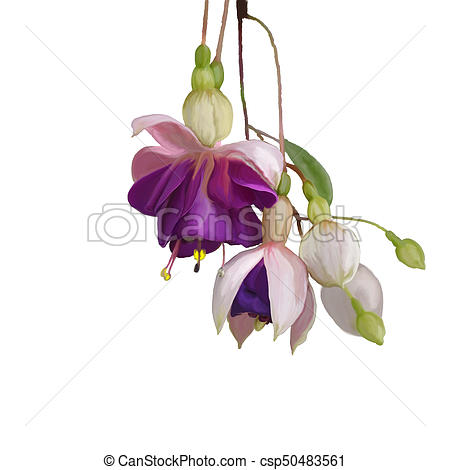 450x470 Fuchsia Flowers Watercolor. Digital Painting Of Purple Fuchsia