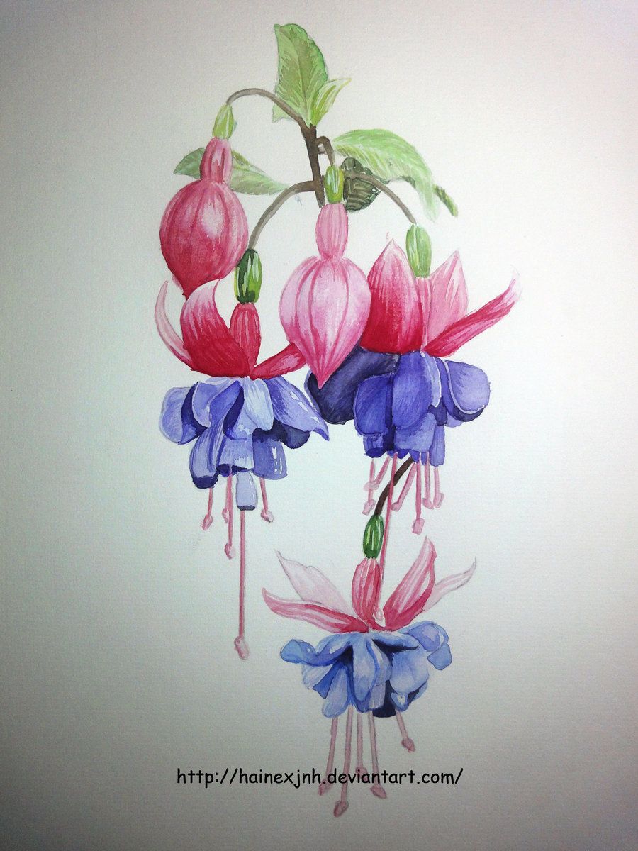900x1200 Watercolor Paintings Of Fuchsia Fuchsia Watercolor Sketch By