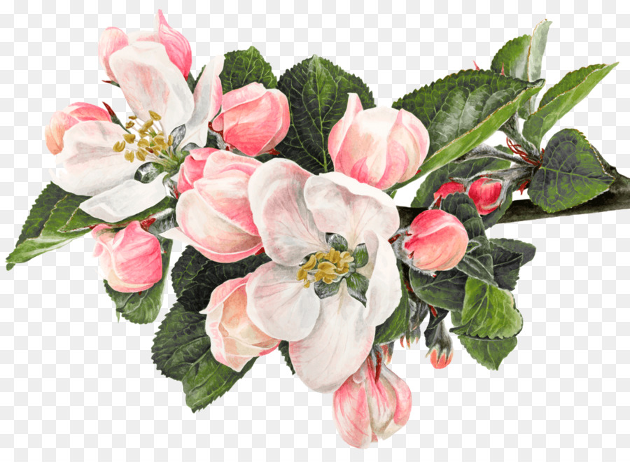 900x660 Flower Watercolor Painting Apple Drawing