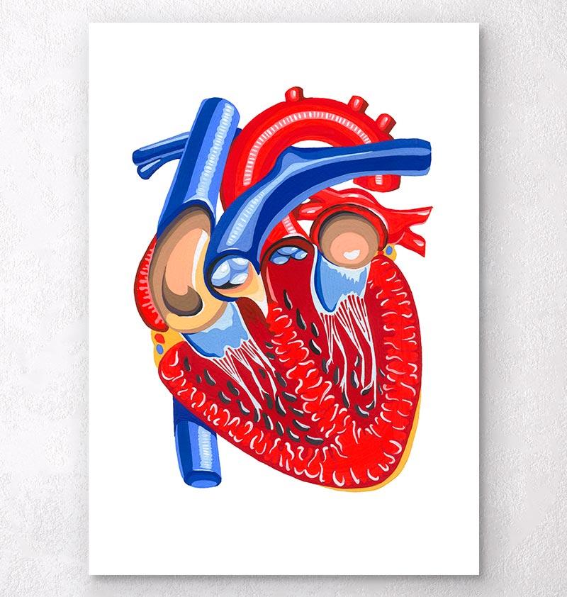 800x842 Sectioned Heart Anatomy Art