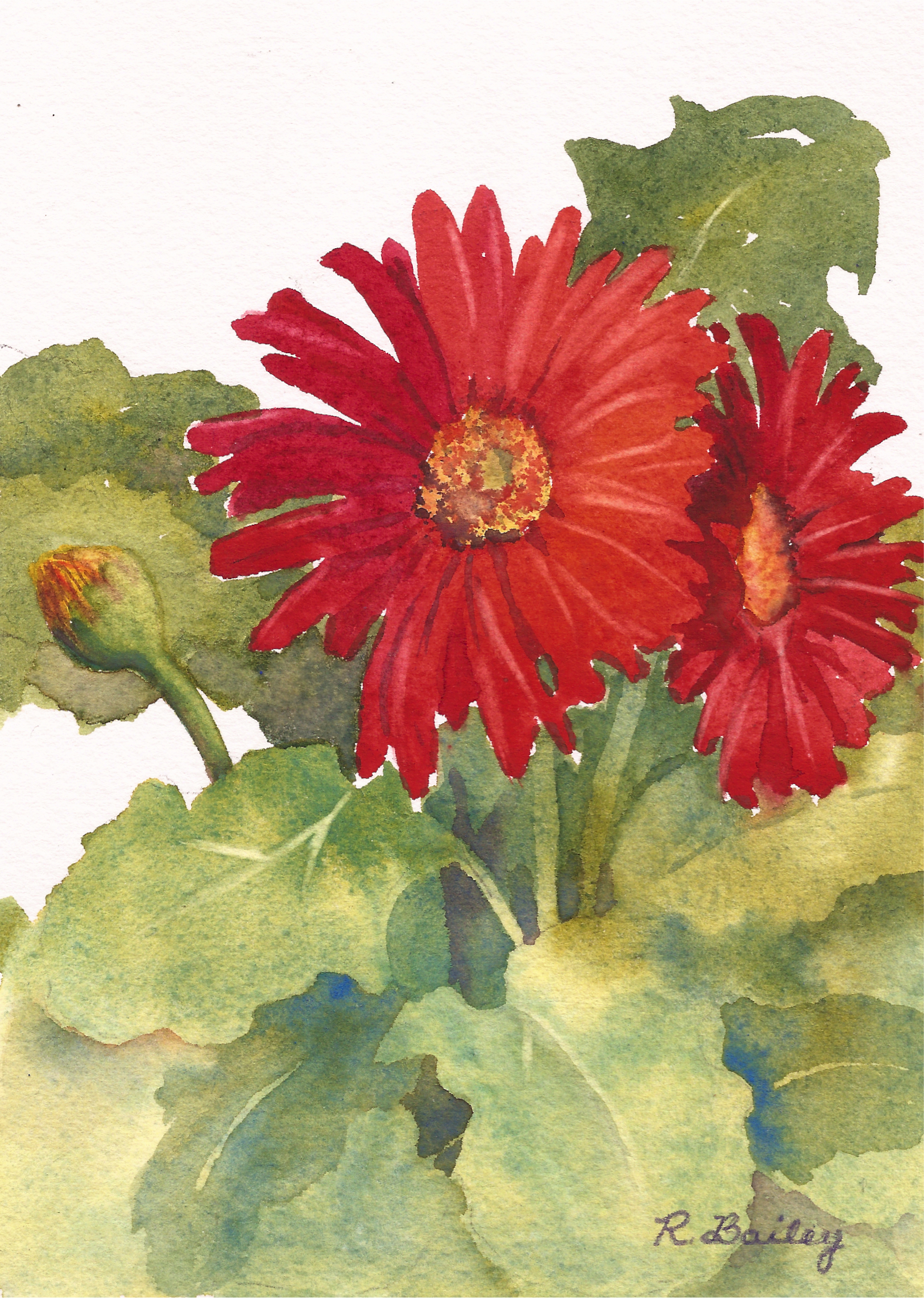 1576x2212 Gerbera Daisy Ruth Bailey, Artist