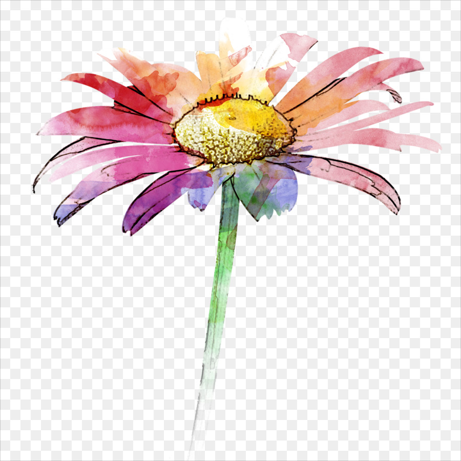900x900 Gerbera Jamesonii Watercolor Painting