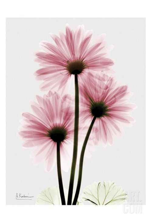 500x733 Blue Gerbera Triple Florals Watercolour Tattoos