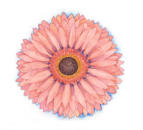 498x454 Pink Gerbera Daisy