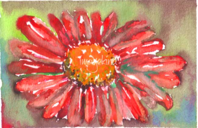650x421 Red Gerber Daisy Watercolor Ii By Natalie Cardon