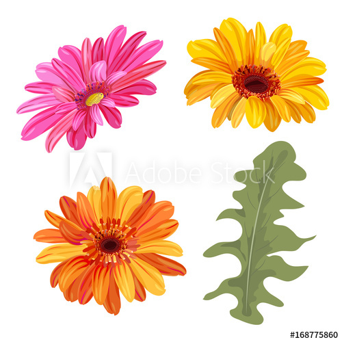 500x500 Set Of Gerbera Daisy Orange, Red, Yellow Flowers And Green Leaves