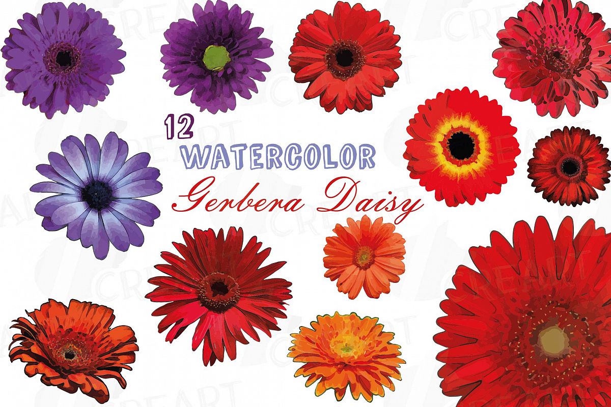 1200x800 Watercolor Gerbera Daisy Clip Art Pack, Colorful Gerberas 2