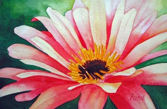 551x360 Watercolor Painting Of Gerbera Daisy Sketching And Painting The