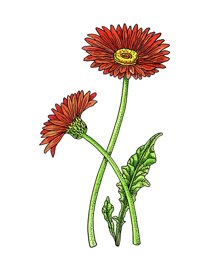 720x900 Gerbera Daisy Botanical Watercolor Painting By Irina Sztukowski