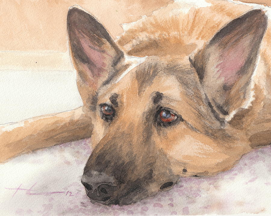 900x716 German Shepherd Laying Watercolor Portrait Drawing By Mike Theuer