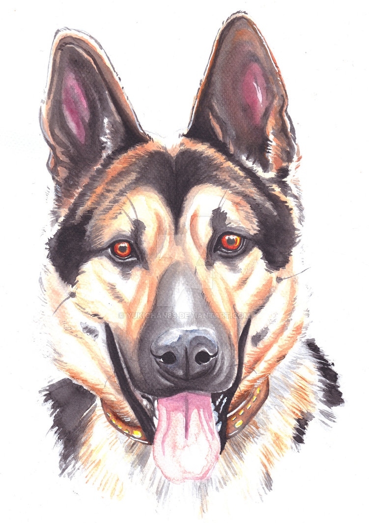 751x1063 German Shepherd Watercolor By Yukichan89