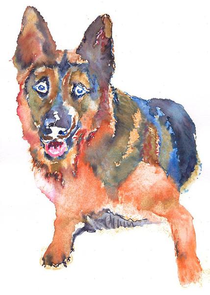 428x600 German Shepherd Alsatian Dog Painting Watercolor Blue Orange