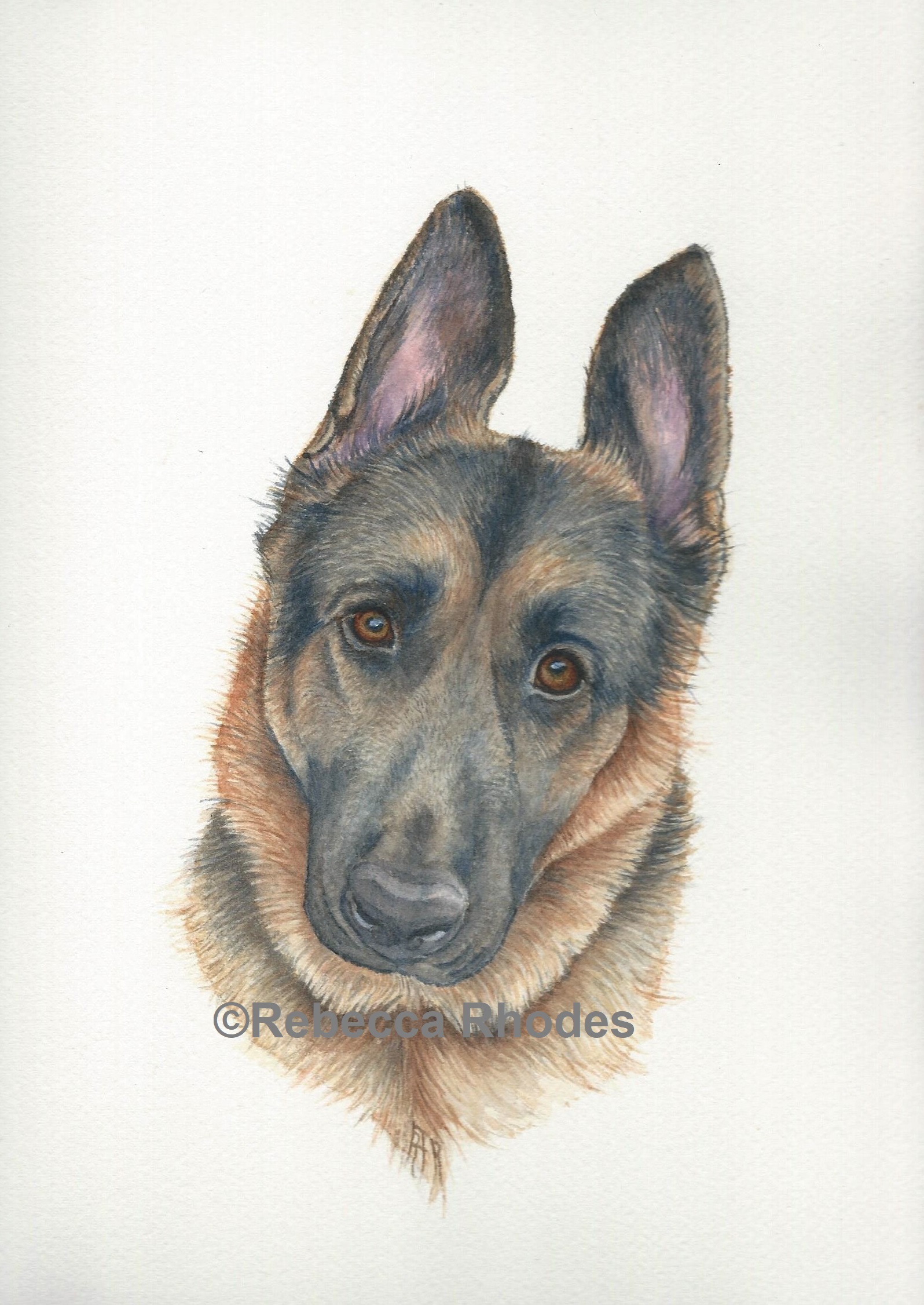 German Shepherd Watercolor at GetDrawings | Free download