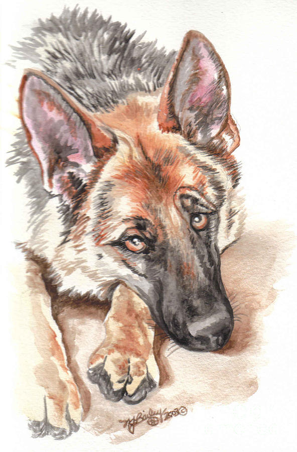 592x900 Soulful German Shepherd Dog Watercolor Painting By Nancy J Bailey
