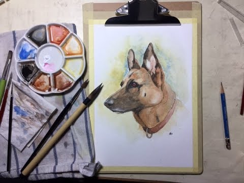 480x360 German Shepherd Portrait In Watercolour