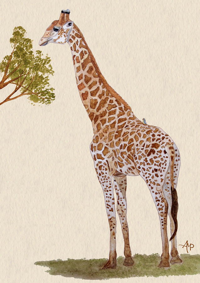 636x900 Giraffe Watercolor Painting By Angeles M Pomata