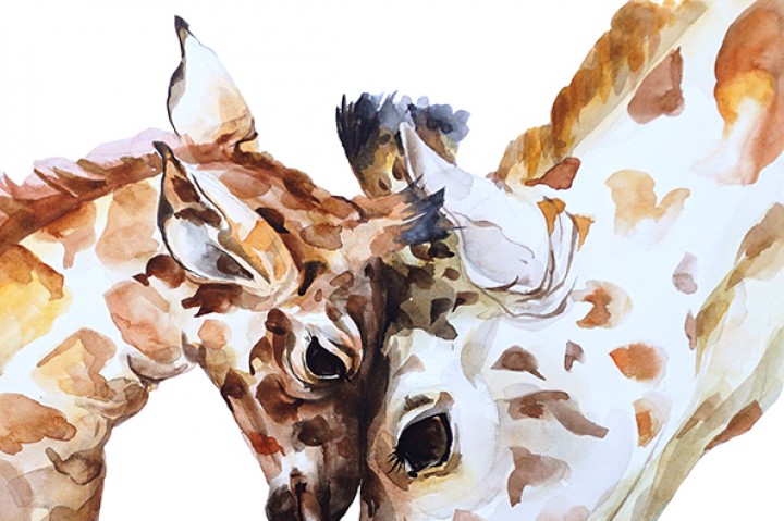 720x479 Watercolor Giraffe By Kiraartshop