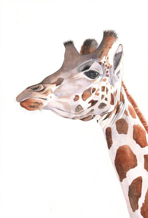 570x838 Giraffe Painting Giraffe Watercolor Painting Print Of Etsy