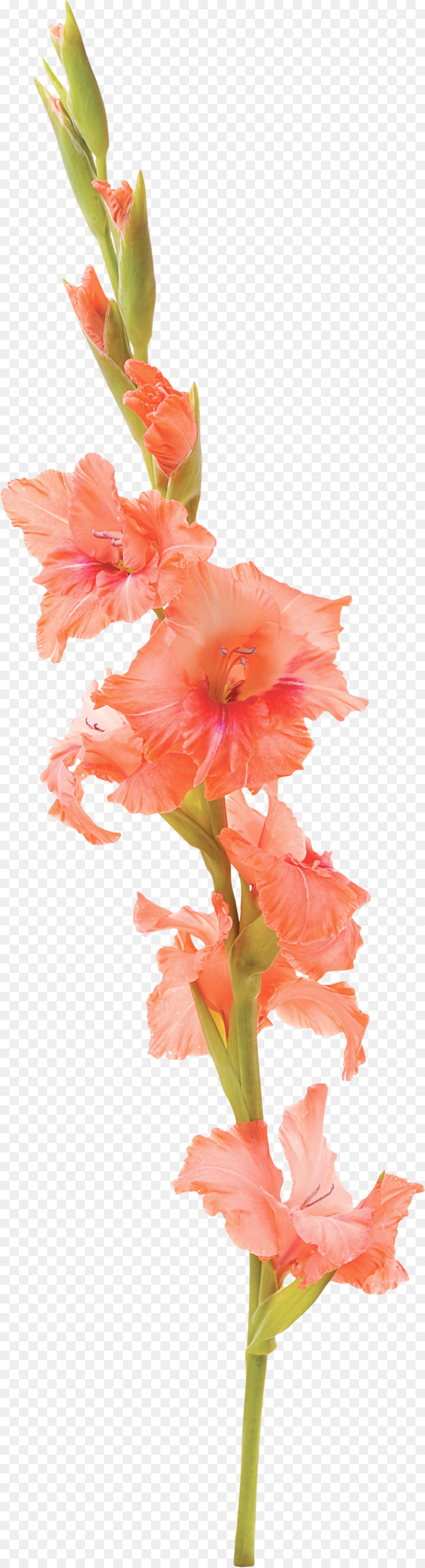 900x3320 Gladiolus Flower Tattoo Stock Photography Petal