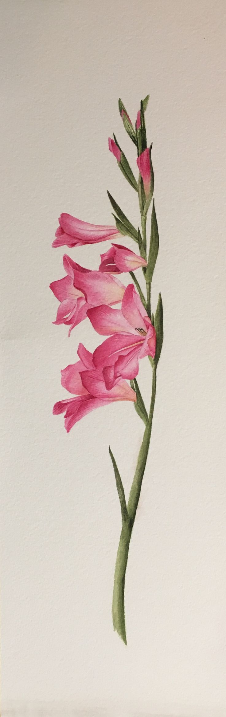 736x2333 Gladiolus Watercolor Tattoo 5088 Movieweb