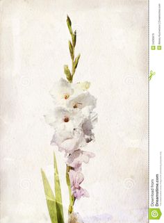 236x321 The Birth Flower