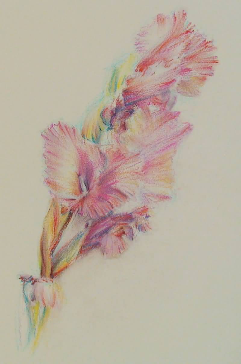 800x1208 Attractive Gladiolus Flowers Tattoo Sketch By Mysterygrl
