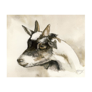 300x300 Goat Watercolor Painting By Alfred Ng