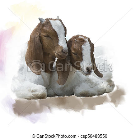 450x448 Young Boer Goats Watercolor. Digital Painting Of Young Boer Goats.