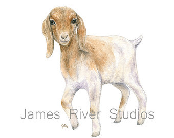 340x270 Colorful Farm Animal Paintings Awesome Goat Watercolor Images
