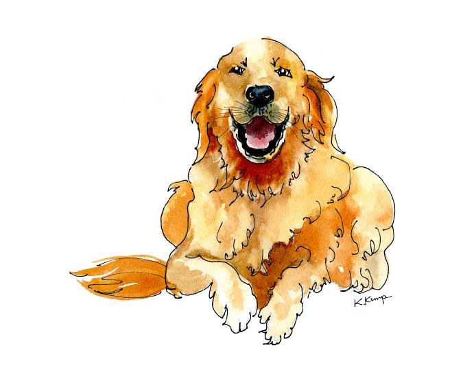 675x549 Golden Retriever Drawing Pen Amp Ink Watercolor Gift Idea Fathers