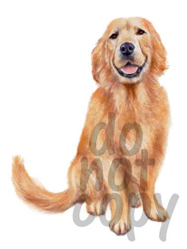 378x504 Golden Retriever Watercolor Dog