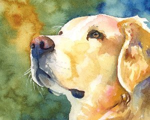 300x240 Golden Retriever Watercolor Portrait Print 030906