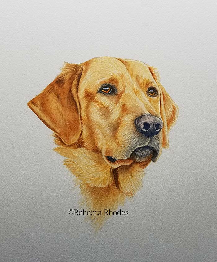 700x844 How To Paint A Golden Retriever Dog In Watercolors By Rebecca