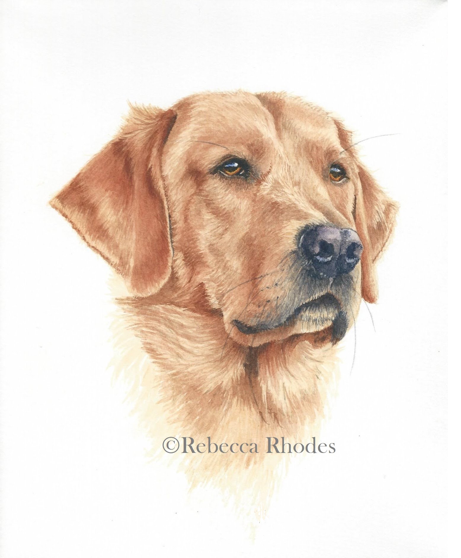 1556x1880 How To Paint A Realistic Retriever Dog In Watercolor