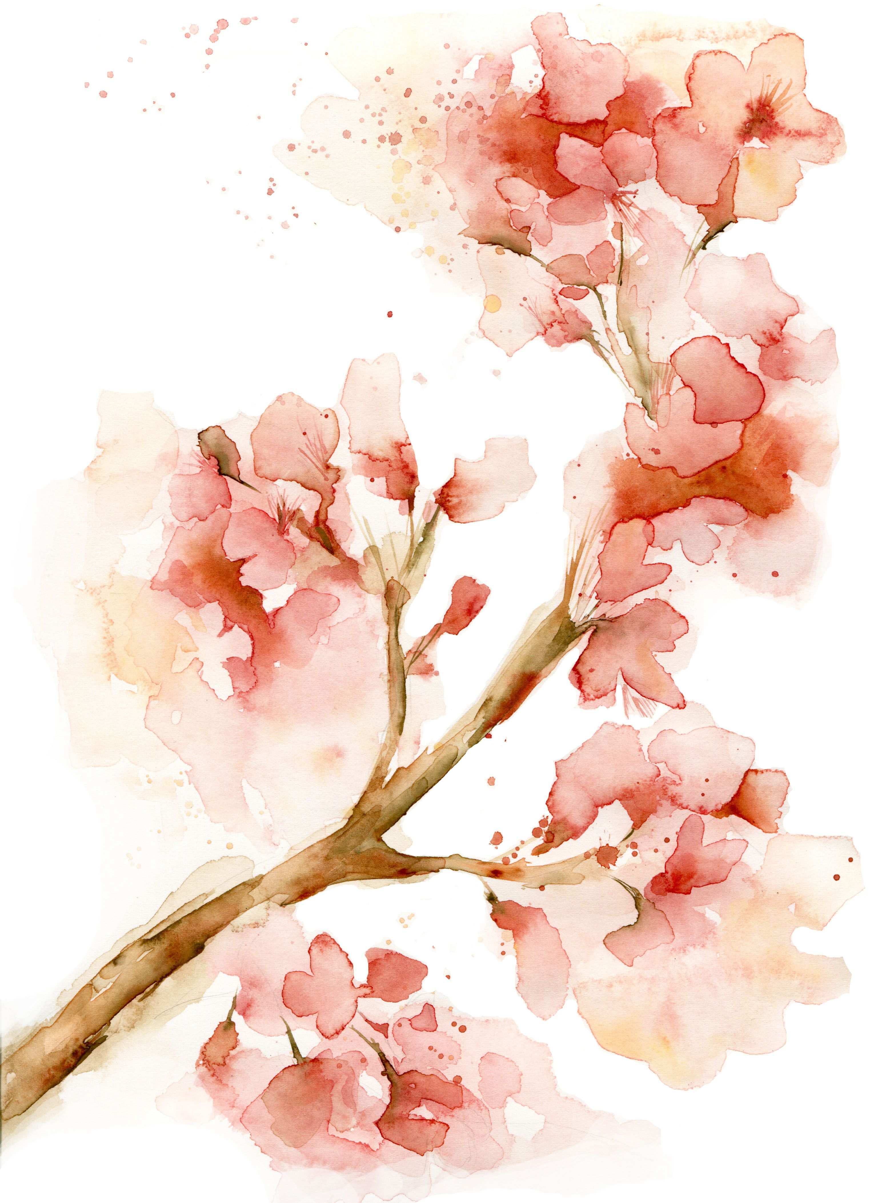 3060x4211 Cherry Blossom Painting Lovely Watercolor Cherry Blossom Flower