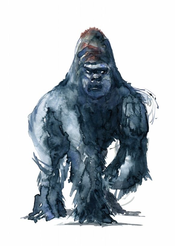 581x815 Gorilla Watercolor Painting By Frits Ahlefeldt