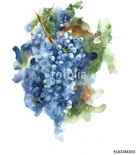 442x500 Grapes On A Vine Black Grapes Harvest Season Wine Healthy Food
