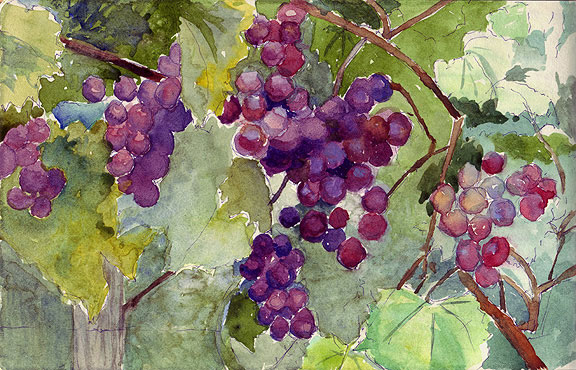 576x370 Much Fruit Watercolor Grapevine