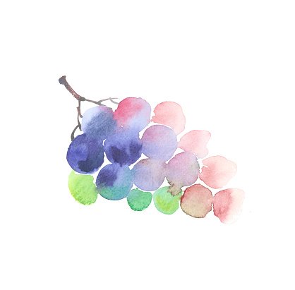 418x411 Rosy Grape Watercolor Hand Drawn Wine Bunch Of Grapes Stock