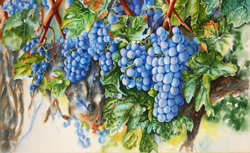 500x306 Step By Step Watercolor Demonstration Of Purple Grapes