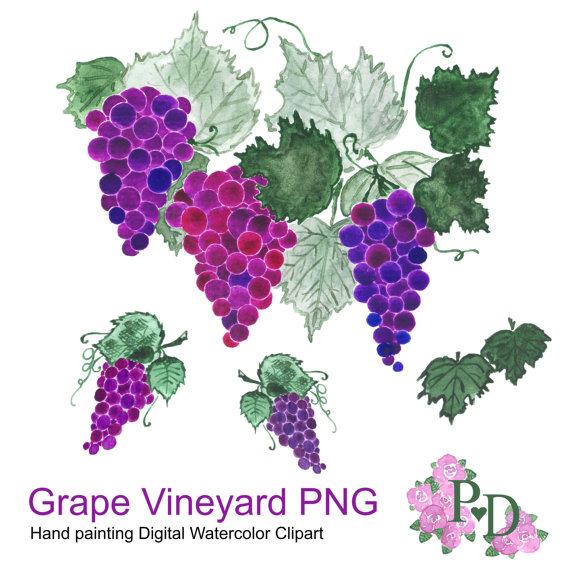 570x570 Vineyard Clipart Background