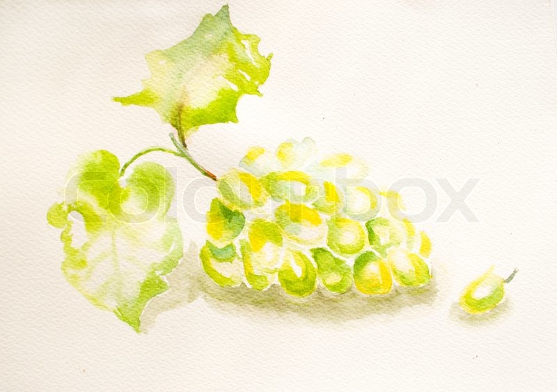 800x563 Watercolor Grapevine With Grape Cluster Stock Photo Colourbox