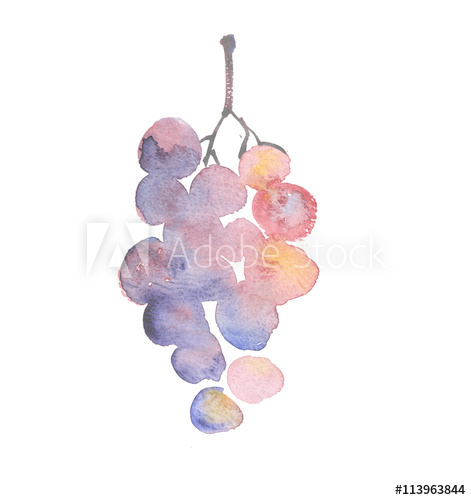 471x500 Rosy Grape Watercolor Sketch. Hand Drawn Wine Bunch Of Grapes