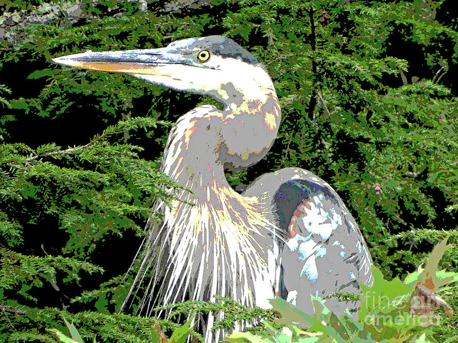 900x675 Great Blue Heron In Watercolor Photograph By Karen Velsor