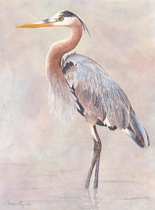 222x300 Great Blue Heron Painting By Carolyn English