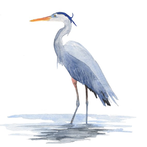 570x570 Great Blue Heron Print Coastal Wall Art From An Original